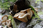 fallen trunk with fungus (Polyporus?) near Aschau im Chiemgau, Chiemgau, Alps, Upper Bavaria, Oberbayern, Germany