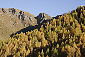 Larch forest (Larix) in Asten Valley, Goldberg Group, Hohe Tauern National Park, Alps, Carinthia, Austria