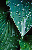 Hosta leaves with raindrops
