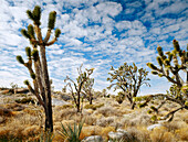 Joshua Trees (Yucca brevifolia) and desert vegetation. Mojave National Preserve, California USA