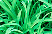 Grass