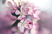 Crab apple tree blooms in springtime