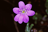 Liverwort (Hepatica nobilis)