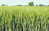 Field, Kent, England