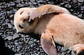 Antarctic Fur Seal pup (Arctocephalus gazella). Prion Island. South Georgia