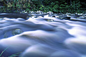 Waitawheta River. Kaimai Forest Park. New Zealand