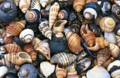 Abundance, Abundant, Background, Backgrounds, Color, Colour, Concept, Concepts, Different, Hard, Hardness, Horizontal, Many, Nature, Sea shell, Seashell, Seashells, Shell, Shells, Still life, Still lifes, Texture, Textures, Varied, Variety, Zoology, J41-1