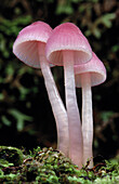 Fungus (Hygrophorus sp.). Aratika forest. New Zealand
