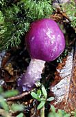 Violet Pouch fungus (Thaxterogaster phorphyreum) in beech forest. New Zealand