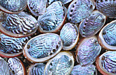 Northern Virgin Paua. Shells (Haliotis virginea cirspata). New Zealand.
