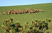 Red deer (Cervus elaphus scoticus) and Cabbage trees (Livistona australis). Herd of hinds. Geraldine. Canterbury. New Zealand