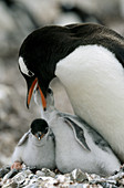 Gentoo Penguin (Pygoscelis papua) feeding chicks. Antarctic peninsula