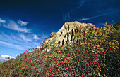 Hawthorn berries and Clay Cliffs. Autumn colours. Near Omarama. New Zealand.