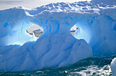 Fluted Iceberg. South Orkney Island, Antarctica