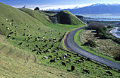 Grazing dairy cattle grazing beside road. Kaikoura. New Zealand.