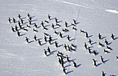 Adelie Penguins (Pygoscelis adeliae). March across ice floes. Dumont d Urville. Antarctica