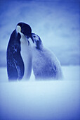Emperor Penguin (Aptenodytes forsteri) feeding chick in a blizzard at Atka Bay colony. Weddell Sea. Antarctica
