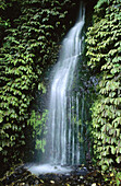 Waterfall. Kaimai-Mamaku Forest Park. New Zealand