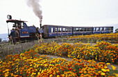 Toy Train runs from Darjeeling to Siliguri, Sikkim, India. Highest steam train in the world stops alongside marigold gardens above Ghoom.