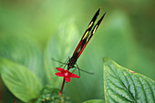 Butterfly (Heliconius numata) with wings closed on flowers