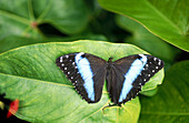 Morpho Butterfly (Morpho helenor) on leaf