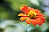 Mexican Sunflower (Tithonia sp.)