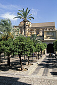 Patio de los Naranjos, courtyard of the Great Mosque. Córdoba. Spain
