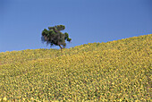 Sunflower field with tree. Andalucía, Spain