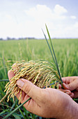 Hand holding rice plant. Venezuela