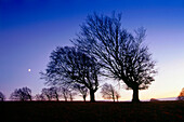 Wind swept beech tree at mount Schauinsland, Freiburg, Black Forest, Baden-Wurttemberg, Germany