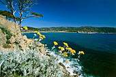 Coastal landscape and bay, Baie du Gaou near Le Lavandou, Cote d´Azur, Provence, France