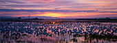 Snow geese at their winter quarters at dusk, Bosque del Apache, New Mexico, USA
