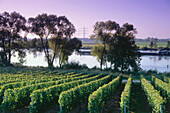 Vineyard Hochheimer Holle, river Main in background, Hochheim, Rhine District, Hesse, Germany