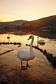 Swans at river Moselle in sunset, Rhineland-Palatinate, Germany