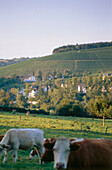 Kühe auf der Weide, Weinberg Eitelsbacher Kartäuserhofberg im Hintergrund, Trier-Eitelsbach, Mosel-Saar-Ruwer, Rheinland-Pfalz, Deutschland