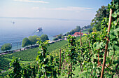 View over vineyard Meersburger Chorherrnhalde to Lake Constance, Meersburg, Baden-Wurttemberg, Germany