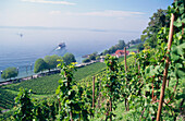 Blick über Weinberg Meersburger Chorherrnhalde auf Bodensee, Meersburg, Baden-Württemberg, Deutschland