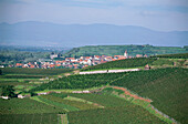 Vineyard Oberrottweiler Eichberg, Oberrottweil, Baden-Wurttemberg, Germany