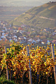 Vineyard in autumn near Durbach, Baden-Wurttemberg, Germany