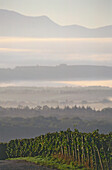 Vineyard in sunrise near Ihringen, Baden-Wurttemberg, Germany