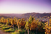 Vineyard in autumn near Durbach, Baden-Wurttemberg, Germany