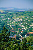 View on Freyburg with vineyards Freyburg, Saxony-Anhalt, Germany