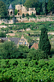 Blick auf Burgruine Winzingen, Haardt, Neustadt an der Weinstraße, Rheinland Pfalz, Deutschland