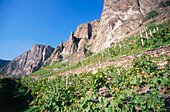 View over vineyard to Rotenfels with Bastion, Traisen, Rhineland-Palatinate, Germany