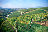 View over vineyards Dorsheimer Goldloch and Pittermannchen, Rummelsheim, Rhineland-Palatinate, Germany