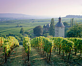 Vollrads castle, Oestrich-Winkel, Rheingau, Hesse, Germany