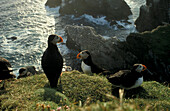 Kolonie von Papageitaucher, Fratercula arctica, Shetland Inseln, Schottland, Grossbritannien