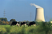 stone coal power plant, Cows graze on meadows, Bergkamen, North Rhine-Westphalia, Germany