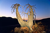 Bottle Tree, Pachypodium lealii, Damaraland, Namibia, Africa