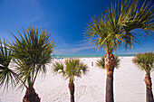 Palm trees at Clearwater Beach under blue sky, Tampa Bay, Florida, USA